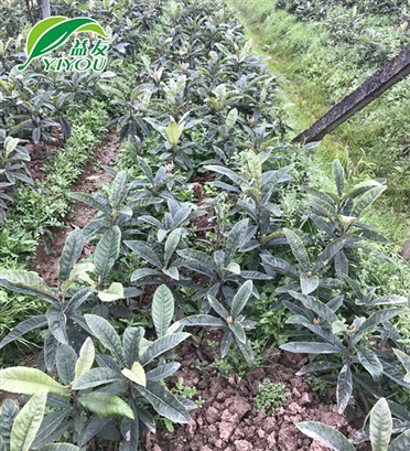 一年生嫁接苗 一年生嫁接苗