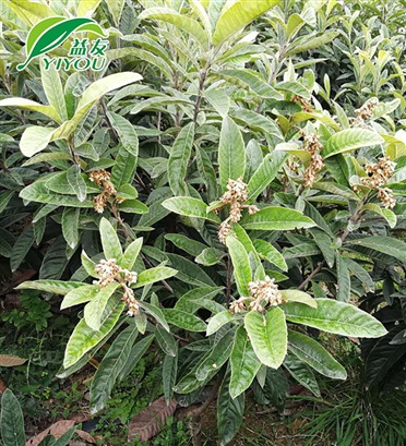 三年生嫁接苗 三年生嫁接苗