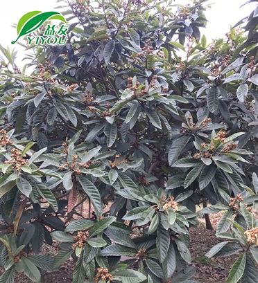 成年樹(shù) 成年樹(shù)